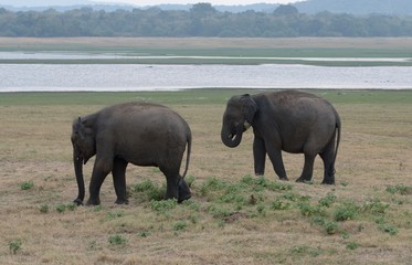 Fototapeta premium Two Indian elephants in Kaudulla National Park in Sri Lanka.