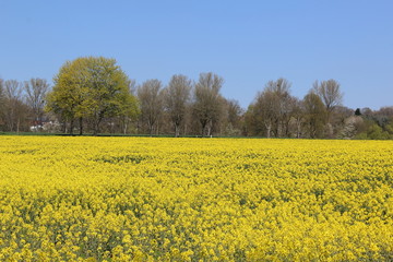 Obraz premium Rapsblüte