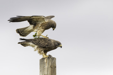 Swanson Hawks 