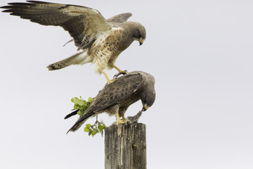 Swanson Hawks 