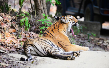 The Bengal tiger (Panthera tigris tigris) is the most numerous tiger subspecies. By 2011, the total population was estimated at fewer than 2,500 individuals with a decreasing trend.