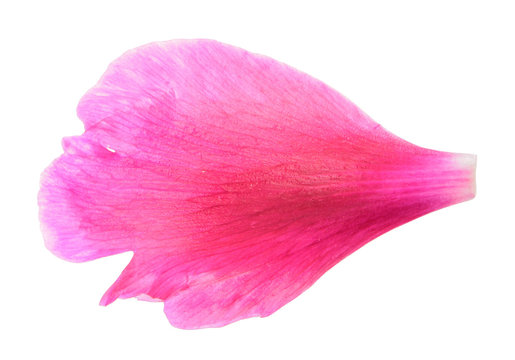 Fototapeta Pink petal of peony close-up isolated on white background