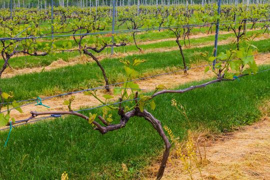 Grape vines in a Connecticut vineyard