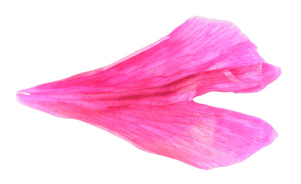 Fototapeta Pink petal of peony close-up isolated on white background