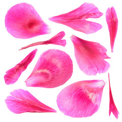 Pink petals of peony close-up isolated on white background © kazakovmaksim