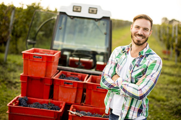 Young man harvesting red grapes in vineyard