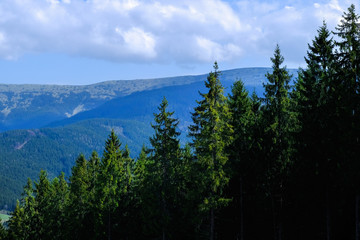 view with trees of forest and mountains on background