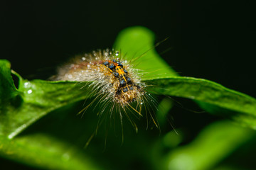 Kleine Raupe krabbelt über ein Blatt