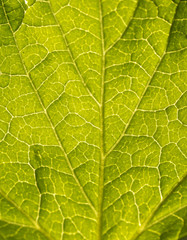 Obraz premium Spine from the fresh leaf. Macro shot.