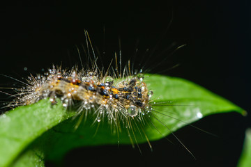 Kleine Raupe krabbelt über ein Blatt