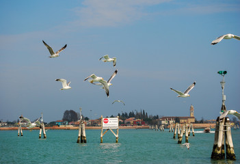 Seagulls follow a vaporetto in Venice - obrazy, fototapety, plakaty