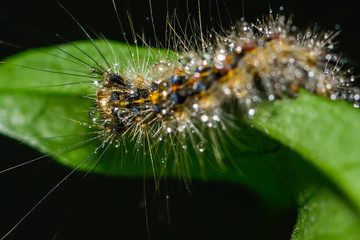 Kleine Raupe krabbelt über ein Blatt