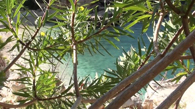 Beach view through sea spurge bush, top view, zoom out