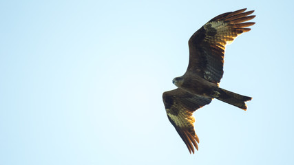 Black kite, spread wings flying in the sky. Isolated.