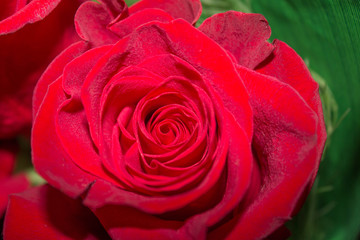 Gorgeous colors of spring flowers