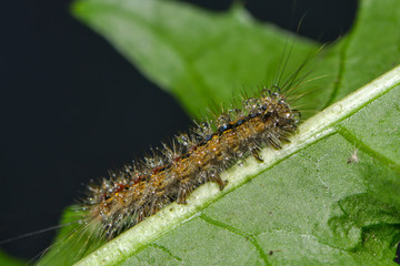 Kleine Raupe krabbelt über ein Blatt © nounours1