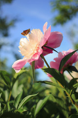 Butterfly on a pink peony flower on a summer day