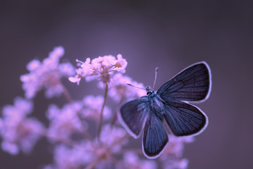 Papillon bleu fond mauve