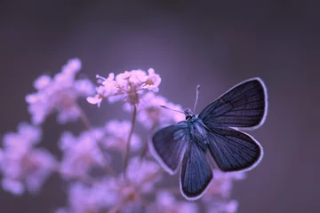 Crédence de cuisine en verre imprimé Papillon Papillon bleu fond mauve