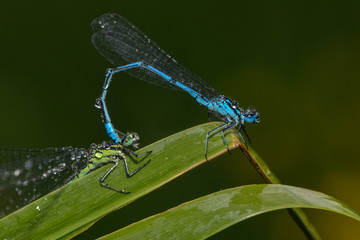 Speer Azurjungfern bei der Paarung auf einem Blatt