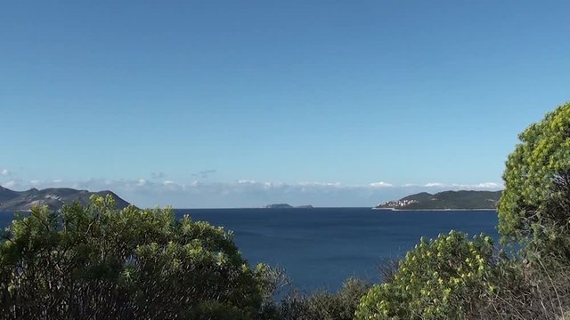 Sea panorama and spurge bushes
