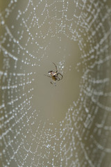 Spinne in ihrem Netz