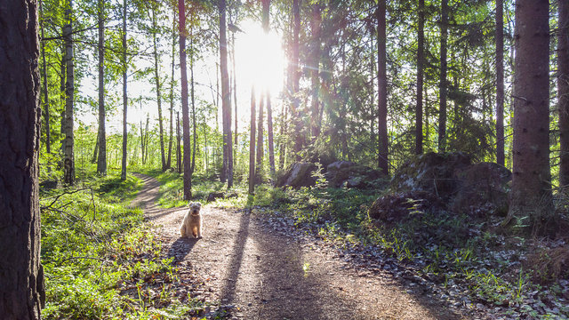 Running trail in the morning