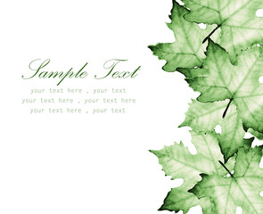 Green maple leaves with place for text-Hand painted watercolor.