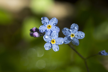 Forget me now flower with water droplets in the evening light.