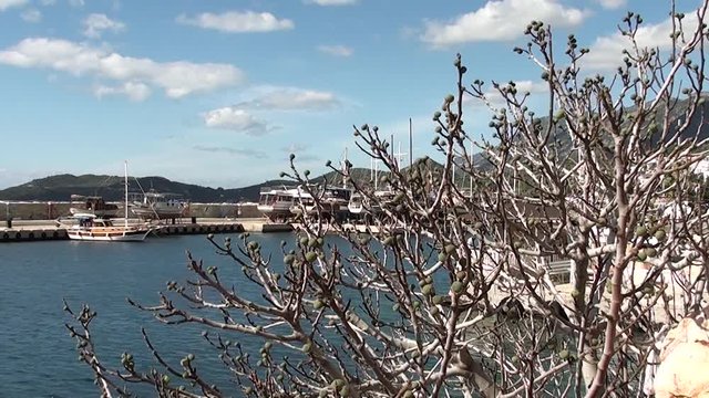 Winter fig tree near harbor 