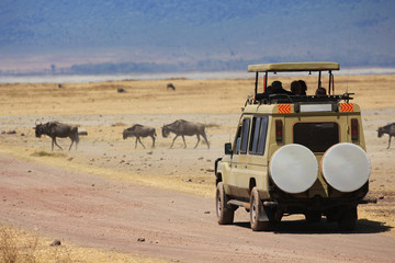 Safari en Afrique terre d'aventure