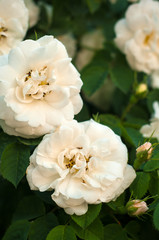 Blooming white fresh rose. White roses on a bush in a garden. Close-up of garden rose.