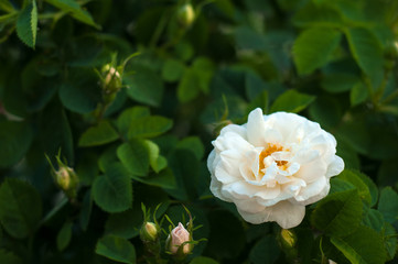 Obraz premium Blooming white fresh rose. White roses on a bush in a garden. Close-up of garden rose.