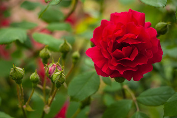 Red roses on a bush in a garden. Close-up of garden rose.