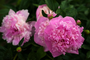 Pink peonies in the garden. Blooming fresh pink peony.