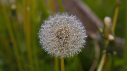 Dandelion