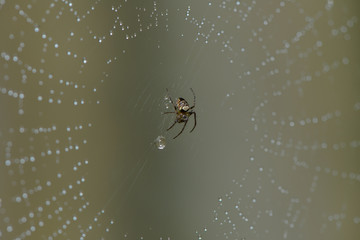 Spinne in ihrem Netz