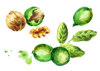 Green Walnut compositions set. Hand-drawn watercolor illustration