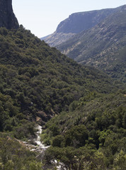 Fototapeta na wymiar Green valley near Sequoia National Park