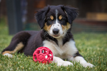 Bordercollie Welpe