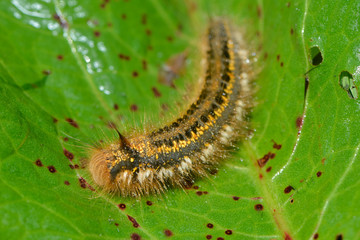 Spannerraupe im Regen