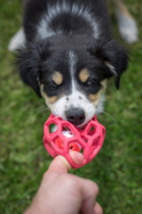 Bordercollie Welpe