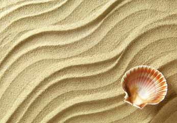 Sea shell sand background