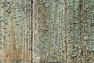 wooden plank background with peeling green paint
