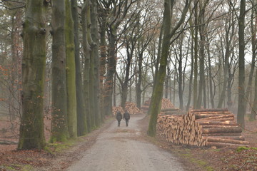wandelaars in winterse laan met pasgezaagde boomstammen en nevel in de Kruisbergse bossen 