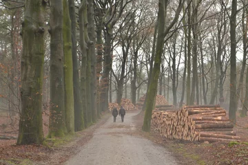 Fototapeten wandelaars in winterse laan met pasgezaagde boomstammen en nevel in de Kruisbergse bossen  © henkbouwers