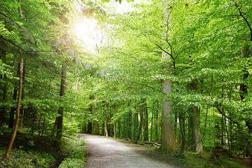 unpaved path leading through green german forrest
