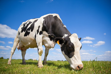 Fototapeta na wymiar Vache primholstein laitière en campagne