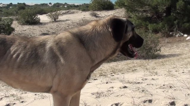 Huge kangal dog appears in focus, tracking shot