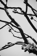 Silhouetted Branches - mono
